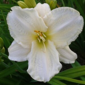 Päevaliilia 'White Temptation'
