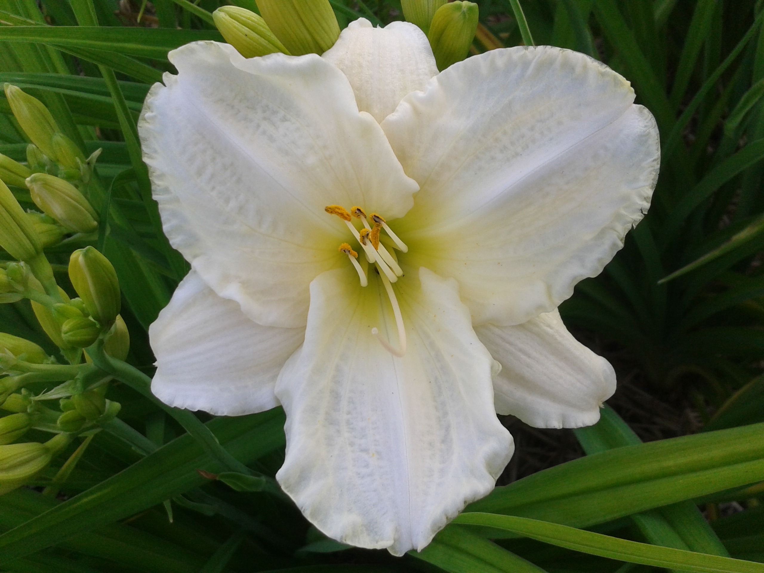 Päevaliilia 'White Temptation'