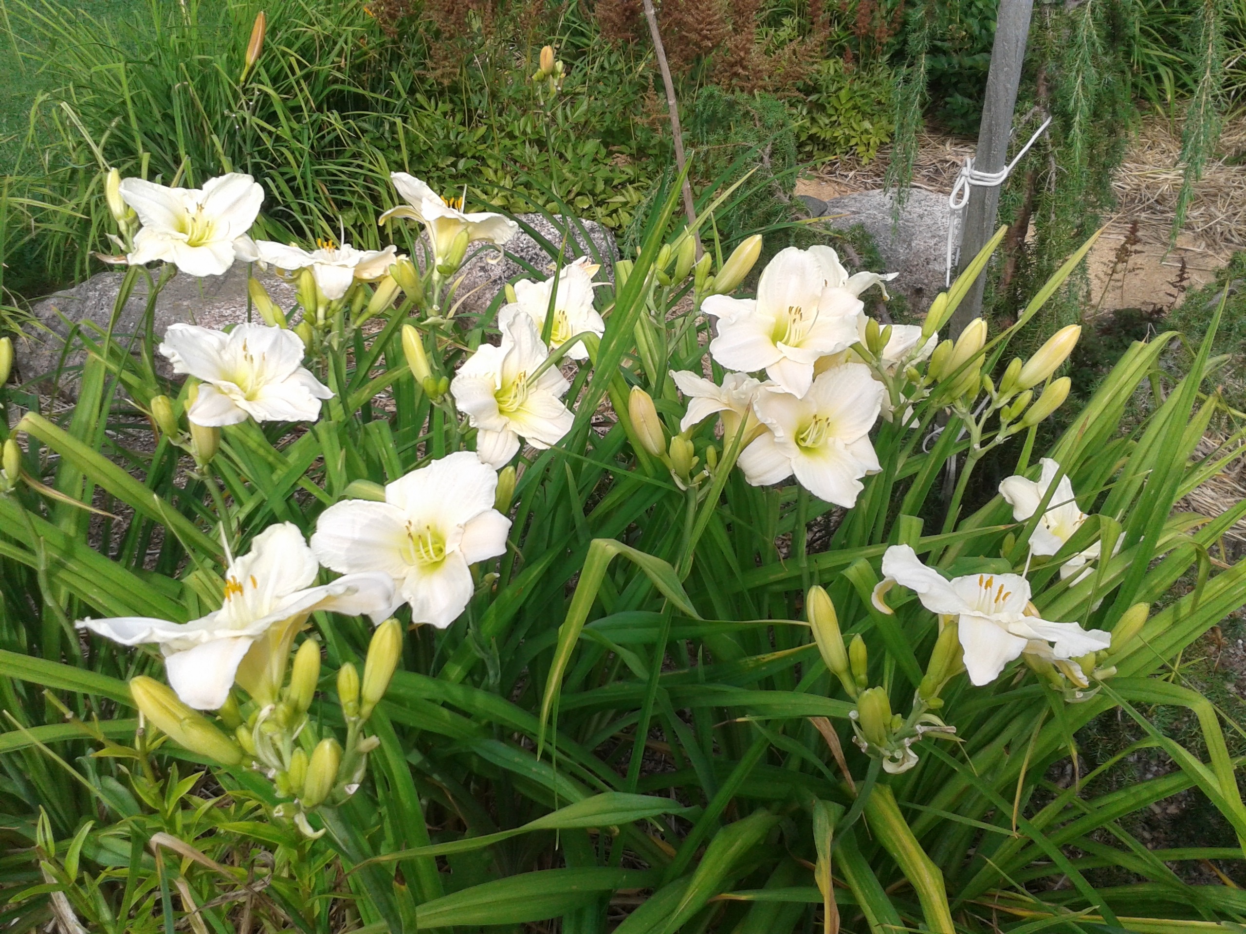Päevaliilia 'White Temptation' - Pilt 2