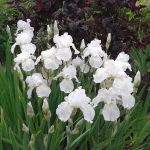Aediiris 'Alba'