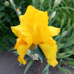 Aediiris 'Ola Kala'