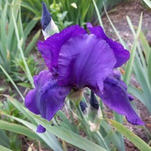 Aediiris 'Night Owl'